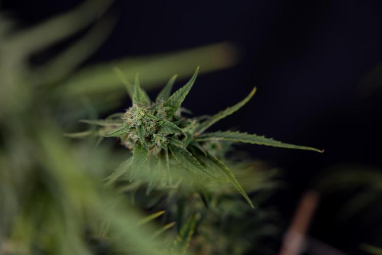 Karen Kush Auto #2 - Zamnesia x B&B. Week 10 - Karen Kush Auto #2 - LST - HARVEST 