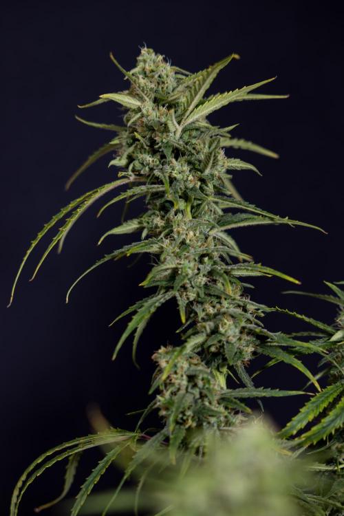 Karen Kush Auto #2 - Zamnesia x B&B. Week 10 - Karen Kush Auto #2 - LST - HARVEST 