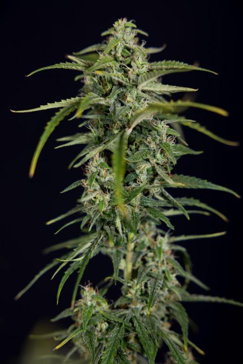 Karen Kush Auto #2 - Zamnesia x B&B. Week 10 - Karen Kush Auto #2 - LST - HARVEST 