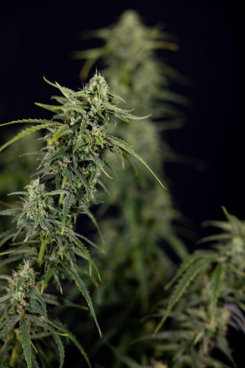 Karen Kush Auto #2 - Zamnesia x B&B. Week 10 - Karen Kush Auto #2 - LST - HARVEST 