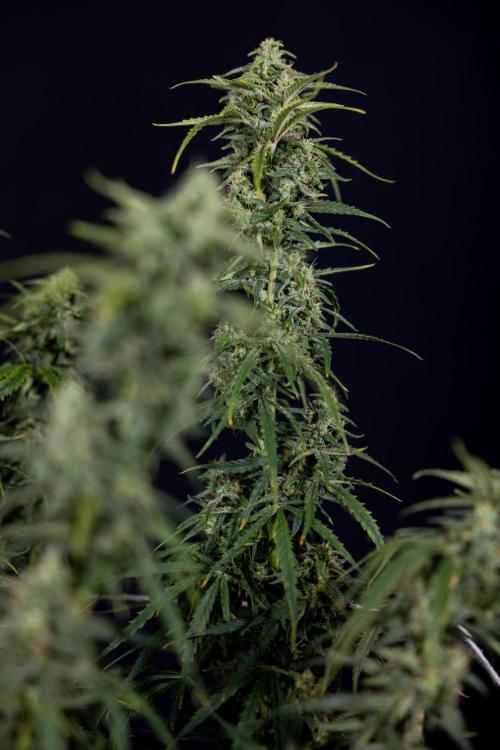 Karen Kush Auto #2 - Zamnesia x B&B. Week 10 - Karen Kush Auto #2 - LST - HARVEST 