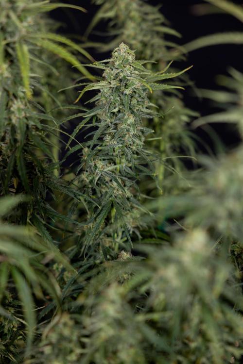 Karen Kush Auto #2 - Zamnesia x B&B. Week 10 - Karen Kush Auto #2 - LST - HARVEST 