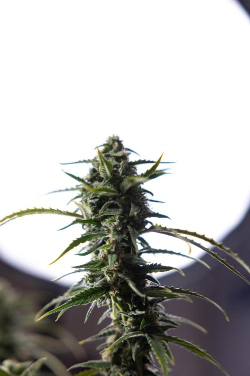 Karen Kush Auto #2 - Zamnesia x B&B. Week 10 - Karen Kush Auto #2 - LST - HARVEST 