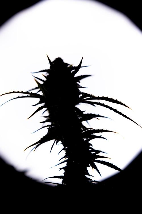 Karen Kush Auto #2 - Zamnesia x B&B. Week 10 - Karen Kush Auto #2 - LST - HARVEST 