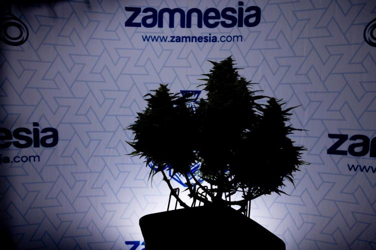 Critical Cheese Auto #1 - Zamnesia x B&B. Week 9 - Critical Cheese Automatic #2 - LST - Harvest Day