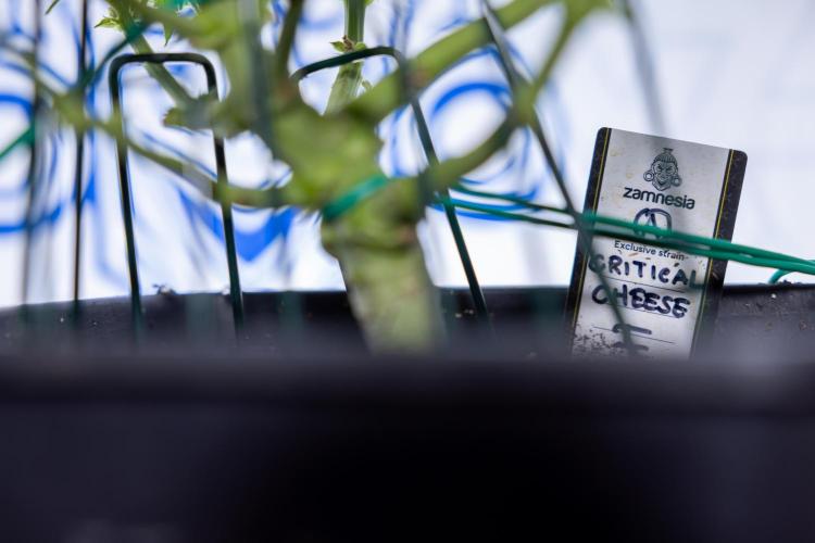 Critical Cheese Auto #1 - Zamnesia x B&B. Week 9 - Critical Cheese Automatic #2 - LST - Harvest Day