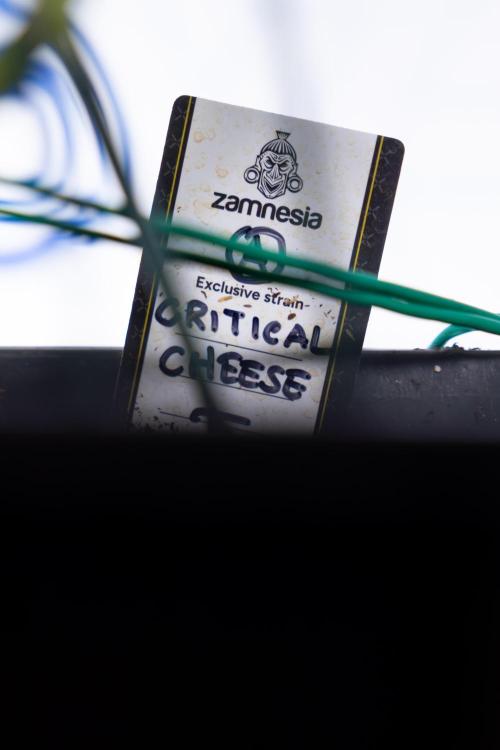 Critical Cheese Auto #1 - Zamnesia x B&B. Week 9 - Critical Cheese Automatic #2 - LST - Harvest Day