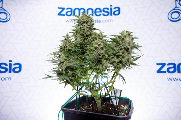 Critical Cheese Auto #1 - Zamnesia x B&B. Week 9 - Critical Cheese Automatic #2 - LST - Harvest Day