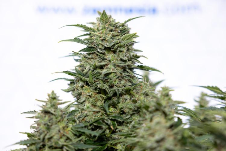 Critical Cheese Auto #1 - Zamnesia x B&B. Week 9 - Critical Cheese Automatic #2 - LST - Harvest Day