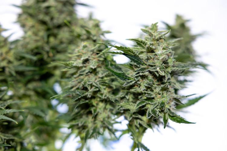 Critical Cheese Auto #1 - Zamnesia x B&B. Week 9 - Critical Cheese Automatic #2 - LST - Harvest Day