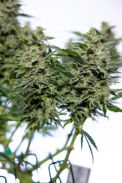 Critical Cheese Auto #1 - Zamnesia x B&B. Week 9 - Critical Cheese Automatic #2 - LST - Harvest Day