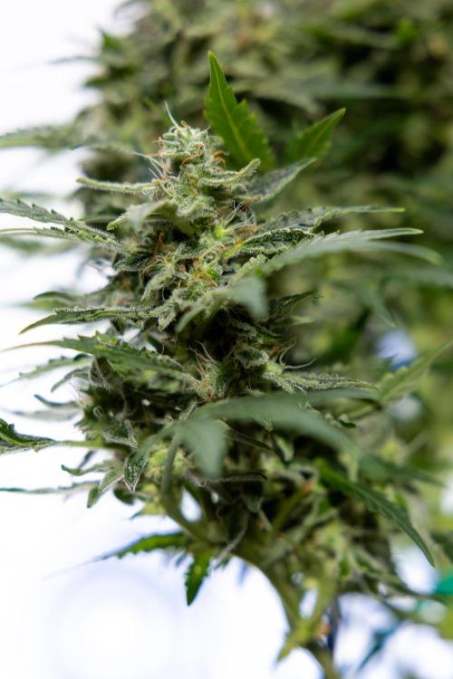 Critical Cheese Auto #1 - Zamnesia x B&B. Week 9 - Critical Cheese Automatic #2 - LST - Harvest Day