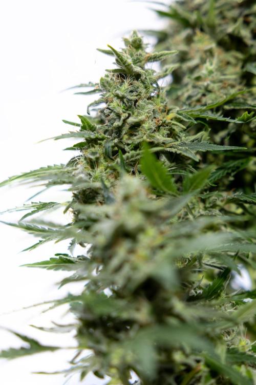 Critical Cheese Auto #1 - Zamnesia x B&B. Week 9 - Critical Cheese Automatic #2 - LST - Harvest Day