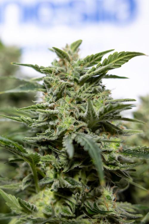 Critical Cheese Auto #1 - Zamnesia x B&B. Week 9 - Critical Cheese Automatic #2 - LST - Harvest Day