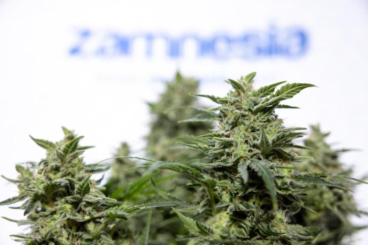 Critical Cheese Auto #1 - Zamnesia x B&B. Week 9 - Critical Cheese Automatic #2 - LST - Harvest Day