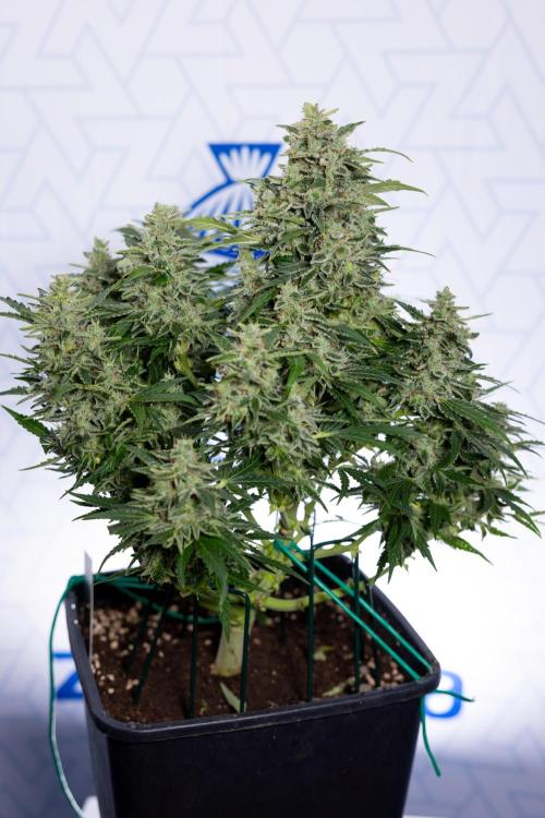 Critical Cheese Auto #1 - Zamnesia x B&B. Week 9 - Critical Cheese Automatic #2 - LST - Harvest Day