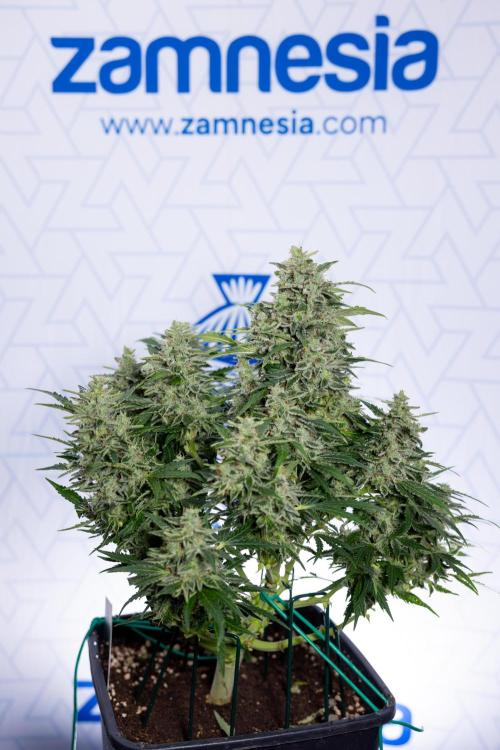 Critical Cheese Auto #1 - Zamnesia x B&B. Week 9 - Critical Cheese Automatic #2 - LST - Harvest Day