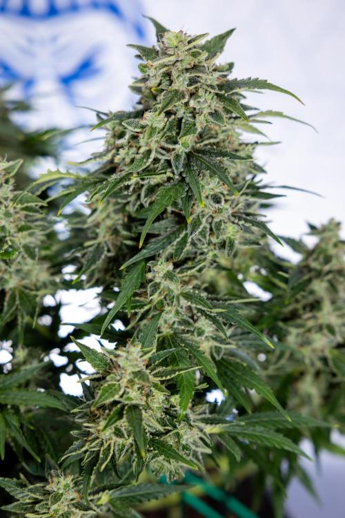 Critical Cheese Auto #1 - Zamnesia x B&B. Week 9 - Critical Cheese Automatic #2 - LST - Harvest Day