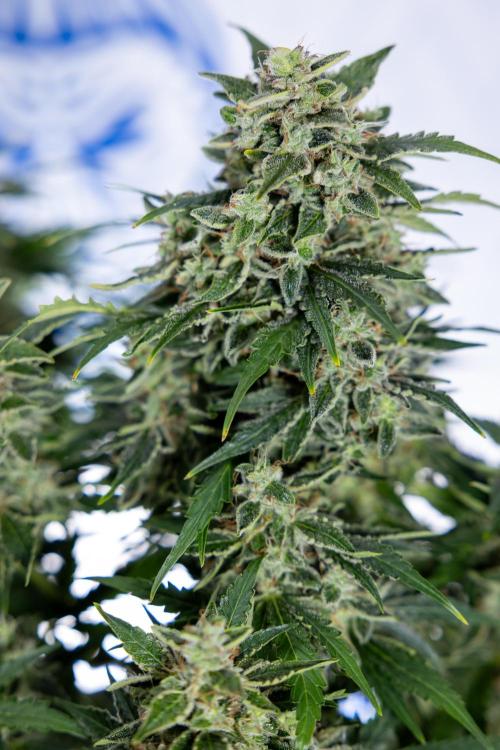 Critical Cheese Auto #1 - Zamnesia x B&B. Week 9 - Critical Cheese Automatic #2 - LST - Harvest Day