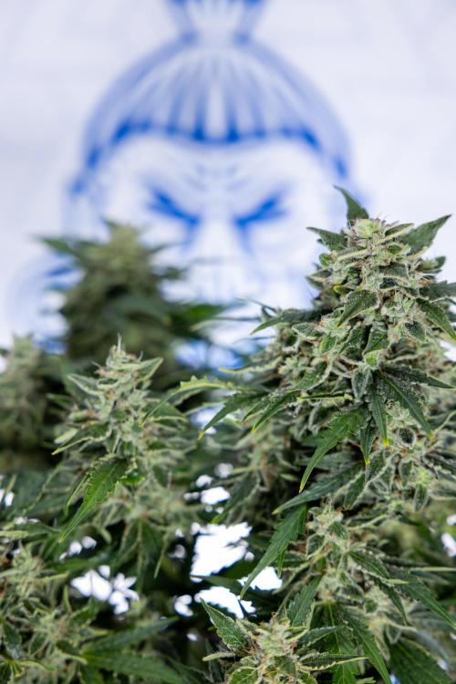 Critical Cheese Auto #1 - Zamnesia x B&B. Week 9 - Critical Cheese Automatic #2 - LST - Harvest Day