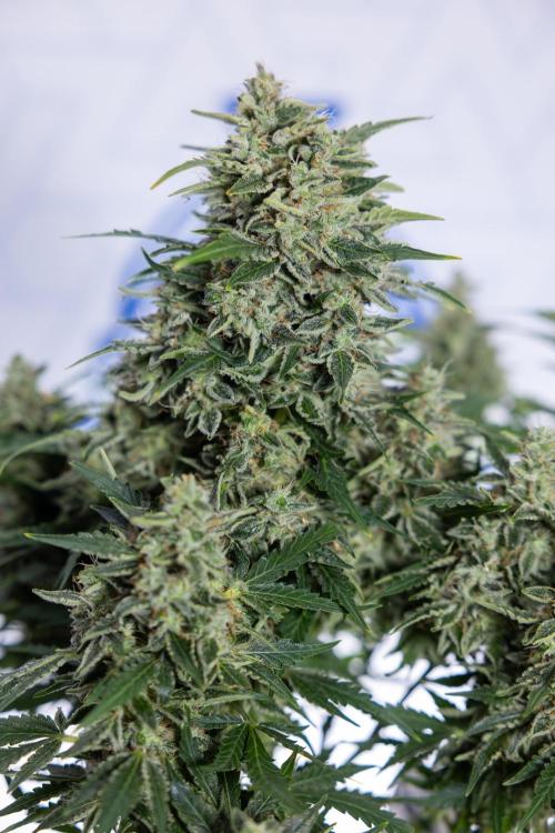 Critical Cheese Auto #1 - Zamnesia x B&B. Week 9 - Critical Cheese Automatic #2 - LST - Harvest Day