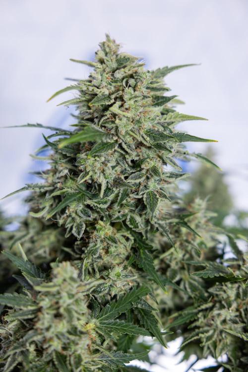 Critical Cheese Auto #1 - Zamnesia x B&B. Week 9 - Critical Cheese Automatic #2 - LST - Harvest Day