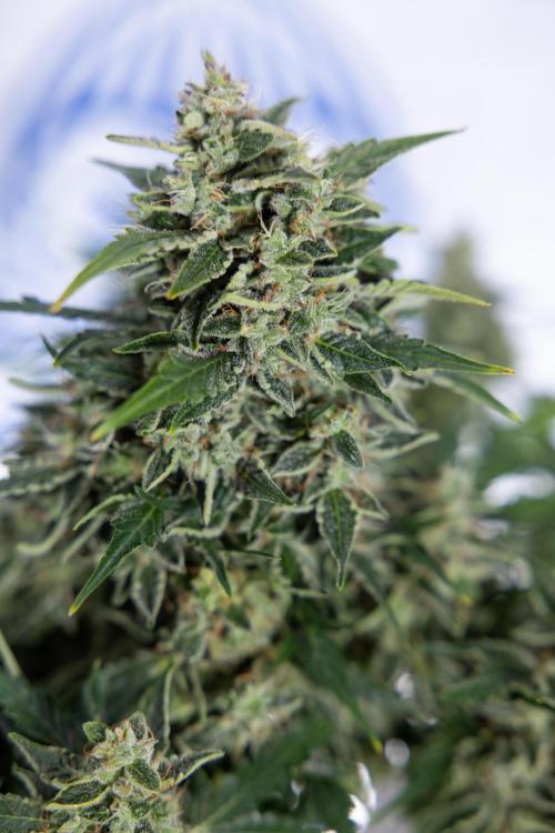 Critical Cheese Auto #1 - Zamnesia x B&B. Week 9 - Critical Cheese Automatic #2 - LST - Harvest Day