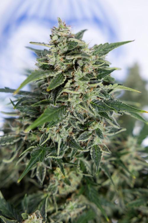 Critical Cheese Auto #1 - Zamnesia x B&B. Week 9 - Critical Cheese Automatic #2 - LST - Harvest Day