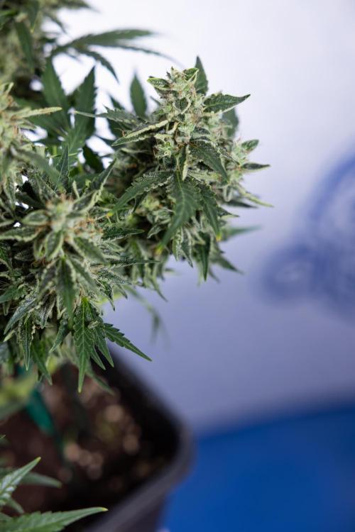 Critical Cheese Auto #1 - Zamnesia x B&B. Week 9 - Critical Cheese Automatic #2 - LST - Harvest Day