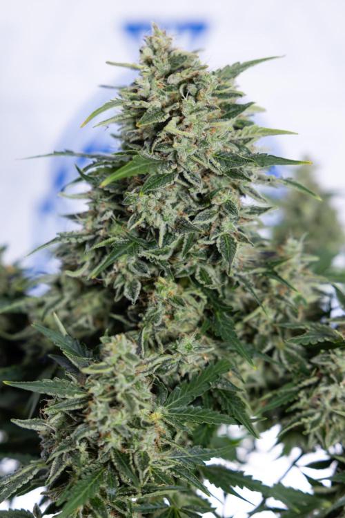 Critical Cheese Auto #1 - Zamnesia x B&B. Week 9 - Critical Cheese Automatic #2 - LST - Harvest Day