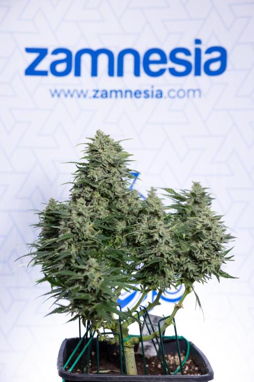 Critical Cheese Auto #1 - Zamnesia x B&B. Week 9 - Critical Cheese Automatic #2 - LST - Harvest Day