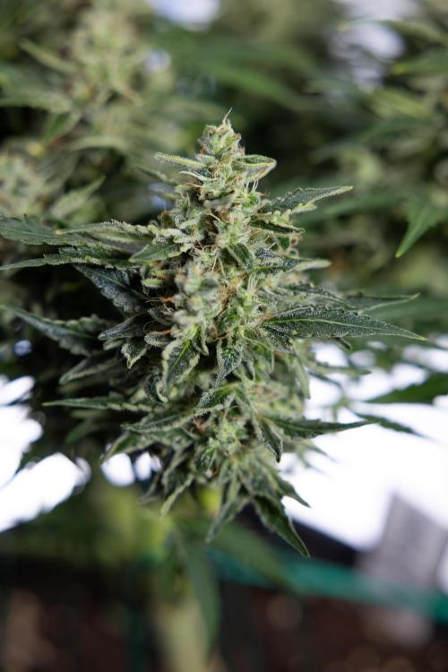 Critical Cheese Auto #1 - Zamnesia x B&B. Week 9 - Critical Cheese Automatic #2 - LST - Harvest Day