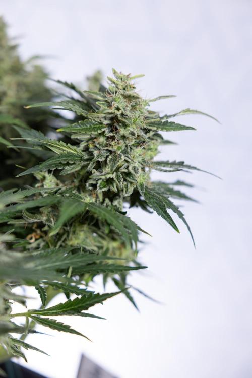 Critical Cheese Auto #1 - Zamnesia x B&B. Week 9 - Critical Cheese Automatic #2 - LST - Harvest Day