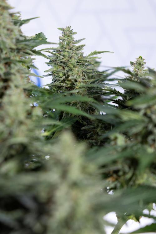 Critical Cheese Auto #1 - Zamnesia x B&B. Week 9 - Critical Cheese Automatic #2 - LST - Harvest Day