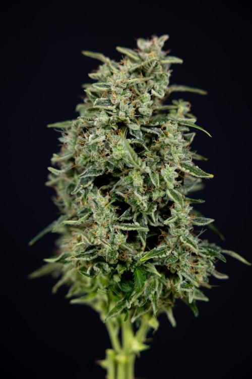 Critical Cheese Auto #1 - Zamnesia x B&B. Week 9 - Critical Cheese Automatic #2 - LST - Harvest Day