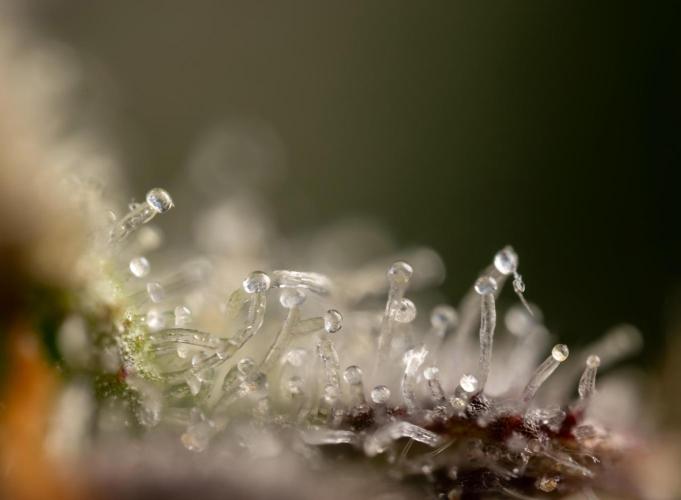 Critical Cheese Auto #1 - Zamnesia x B&B. Week 9 - Critical Cheese Automatic #2 - Micro  Worlds