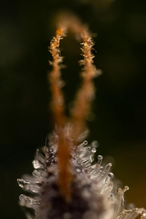 Critical Cheese Auto #1 - Zamnesia x B&B. Week 9 - Critical Cheese Automatic #2 - Micro  Worlds