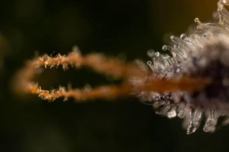 Critical Cheese Auto #1 - Zamnesia x B&B. Week 9 - Critical Cheese AutomCritical Cheese Automatic #2 - LST -atic #2 - Micro  Worlds