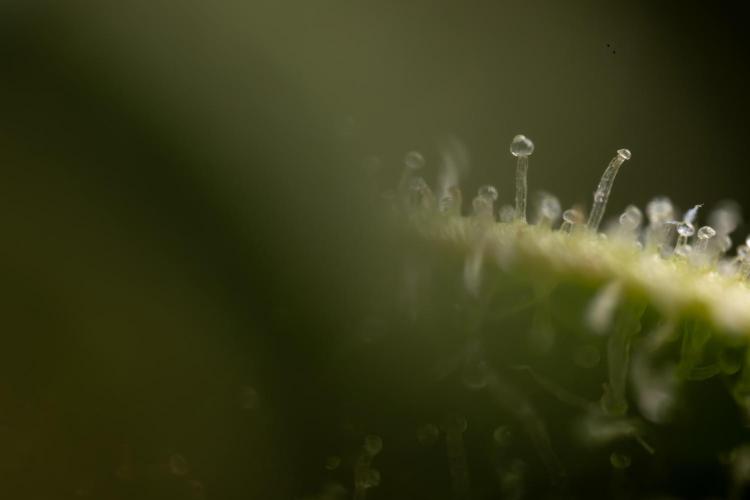 Critical Cheese Auto #1 - Zamnesia x B&B. Week 9 - Critical Cheese Automatic #2 - Micro  Worlds