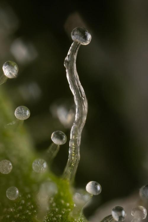 Critical Cheese Auto #1 - Zamnesia x B&B. Week 9 - Critical Cheese Automatic #2 - Micro  Worlds