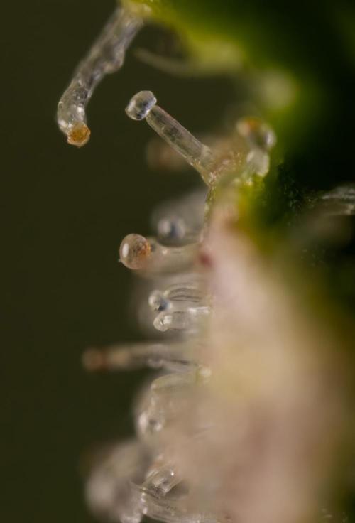 Critical Cheese Auto #1 - Zamnesia x B&B. Week 9 - Critical Cheese Automatic #2 - Micro  Worlds