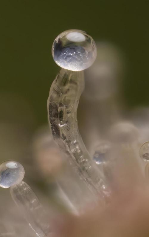 Critical Cheese Auto #1 - Zamnesia x B&B. Week 9 - Critical Cheese Automatic #2 - Micro  Worlds