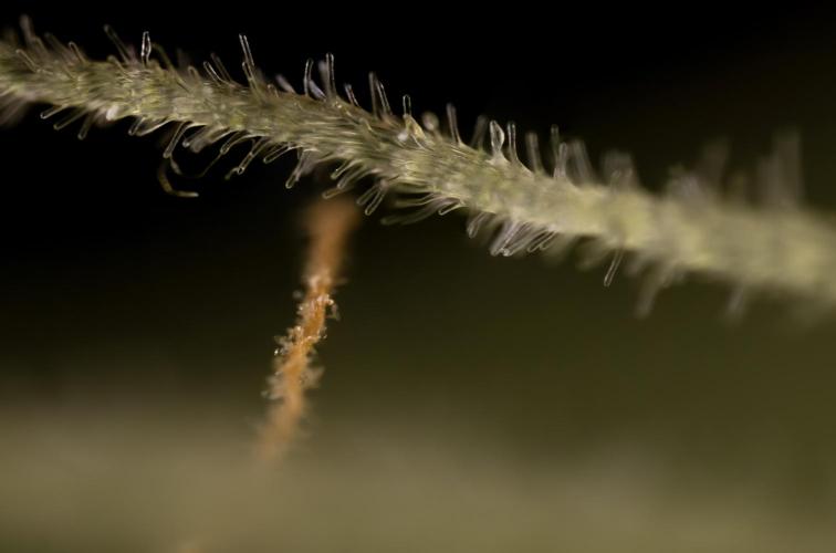 Critical Cheese Auto #1 - Zamnesia x B&B. Week 9 - Critical Cheese Automatic #2 - Micro  Worlds