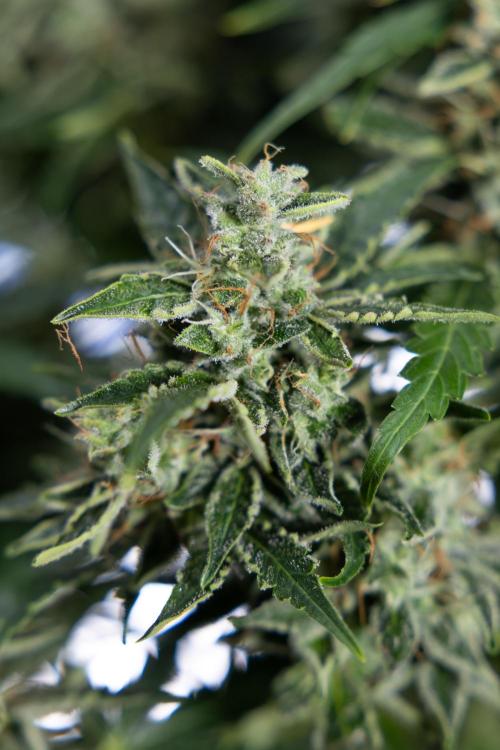 Critical Cheese Auto #1 - Zamnesia x B&B. Week 9 - Critical Cheese Automatic #2 - LST - Harvest Day