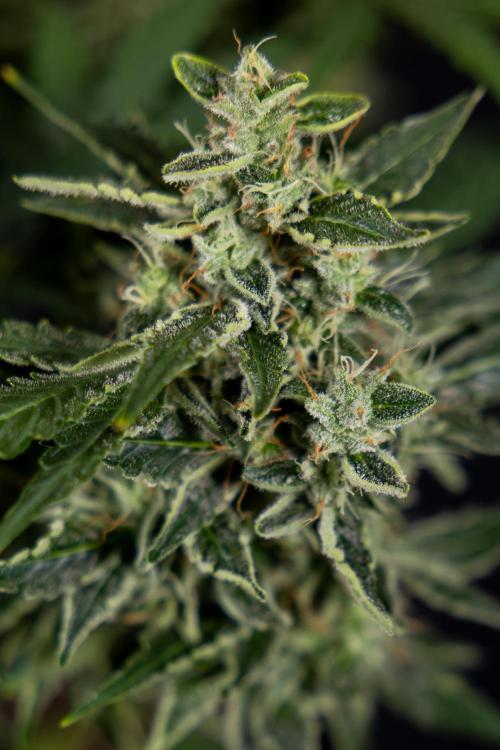 Critical Cheese Auto #1 - Zamnesia x B&B. Week 9 - Critical Cheese Automatic #2 - LST - Harvest Day