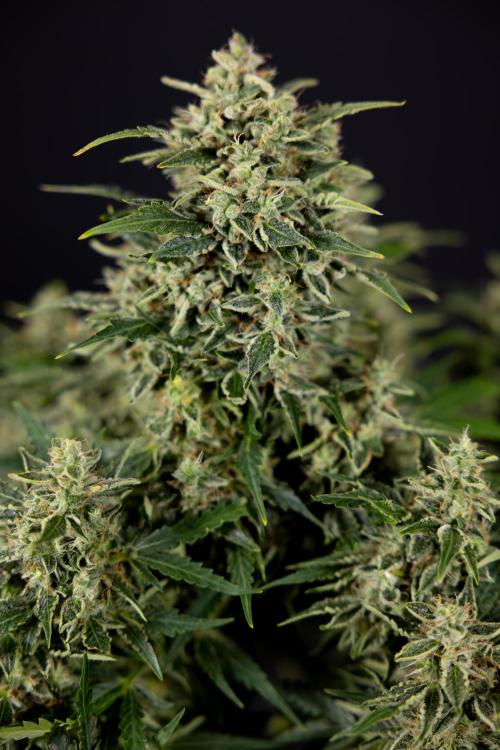 Critical Cheese Auto #1 - Zamnesia x B&B. Week 9 - Critical Cheese Automatic #2 - LST - Harvest Day