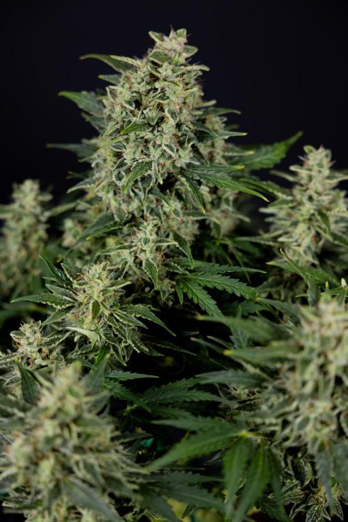 Critical Cheese Auto #1 - Zamnesia x B&B. Week 9 - Critical Cheese Automatic #2 - LST - Harvest Day