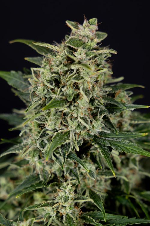 Critical Cheese Auto #1 - Zamnesia x B&B. Week 9 - Critical Cheese Automatic #2 - LST - Harvest Day