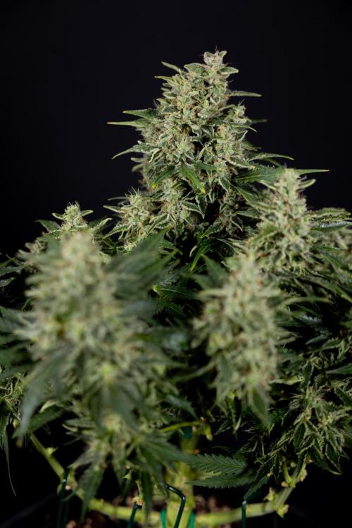 Critical Cheese Auto #1 - Zamnesia x B&B. Week 9 - Critical Cheese Automatic #2 - LST - Harvest Day