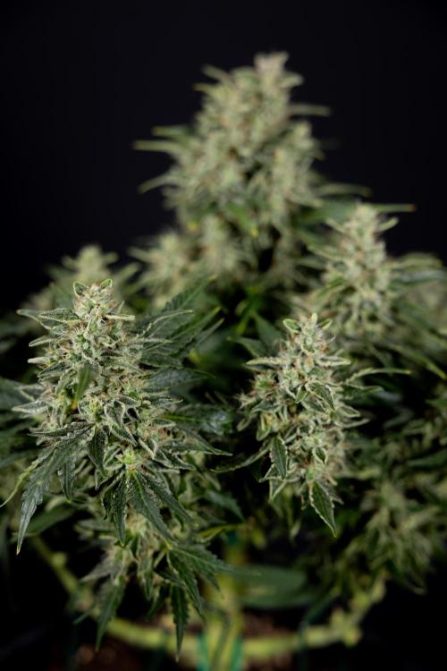 Critical Cheese Auto #1 - Zamnesia x B&B. Week 9 - Critical Cheese Automatic #2 - LST - Harvest Day